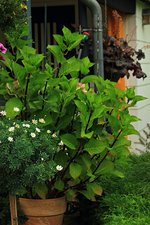 Tellerhortensie Zorro_13092014_600.webp