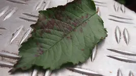 P1011691.webp