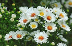 Aster Montserrat_weiss_gelb_640.webp