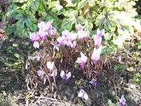 Alpenveilchen Amaze me pink (2).webp