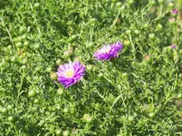 Aster Sapphire (2).webp