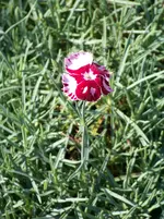 Dianthus plumarius Waithman's Beauty (2).webp