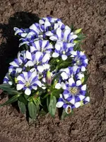 Gentiana scabra Hakuju (2).webp