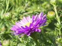 Aster Sapphire (1).webp