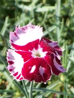 Dianthus plumarius Waithman's Beauty (1).webp