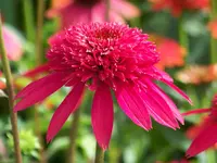 Echinacea Cranberry (1).webp