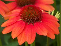 Flamenco.webp