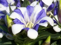 Gentiana scabra Hakuju (1).webp