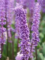 Liriope Moneymaker (1).webp