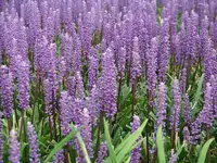 Liriope Moneymaker.webp