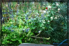 comp_DSC02243.webp