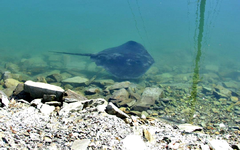 Stingray v.webp
