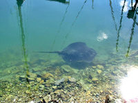 Stingray v (1).webp