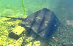 Stingray v (2).webp