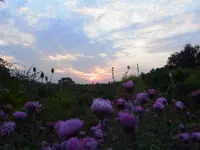 005.webp