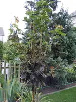 DSCF0383.webp