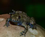 frosch2.webp