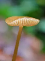 pilz1.webp