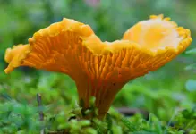 pilz4.webp