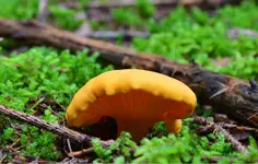 pilz5.webp