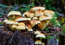 pilze2.webp