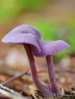 pilze6.webp