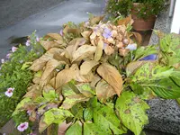 DSCF0378.webp