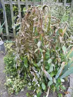 DSCF0391.webp