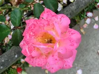 CIMG9092.webp