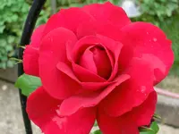 CIMG9094.webp