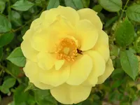 CIMG9093.webp