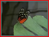 044.webp