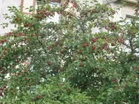 008.webp