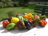 CIMG0033.webp