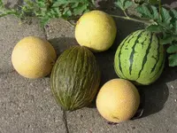 CIMG0029.webp