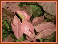 117.webp