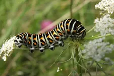 DSCF7767.webp