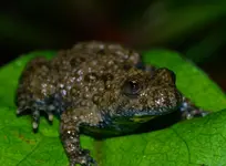 frosch.webp