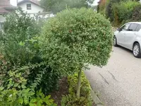 k-P1080276.webp