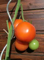 CIMG9100.webp