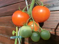 CIMG9101.webp