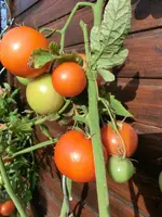 CIMG9102.webp