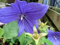 CIMG9099.webp