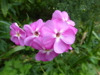 P1200004.webp