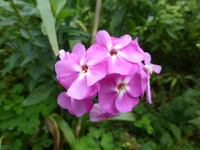 P1200003.webp