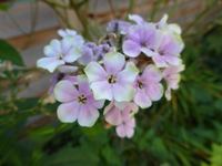 P1200027.webp