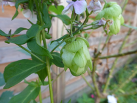 P1200026.webp