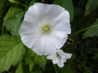 P1200222.webp