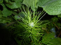 P1200254.webp