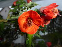 P1200236.webp